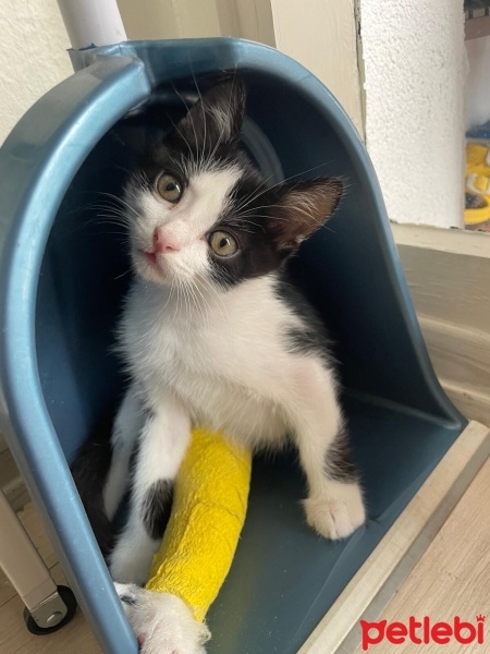 Tekir Kedi, Kedi  minnoş fotoğrafı