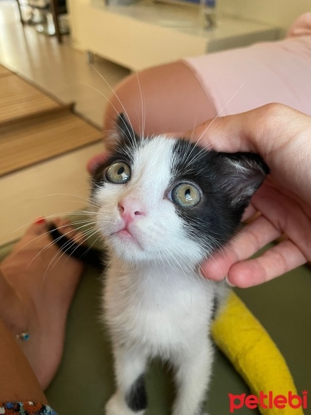 Tekir Kedi, Kedi  minnoş fotoğrafı