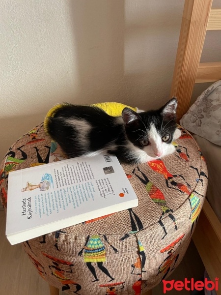 Tekir Kedi, Kedi  minnoş fotoğrafı