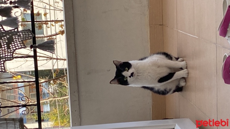 Sarman, Kedi  Yaman fotoğrafı