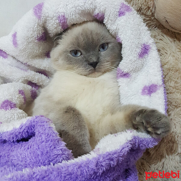 Scottish Fold, Kedi  Boncuk/ponçik fotoğrafı