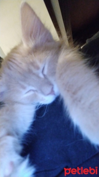 Tekir Kedi, Kedi  TARÇIN fotoğrafı