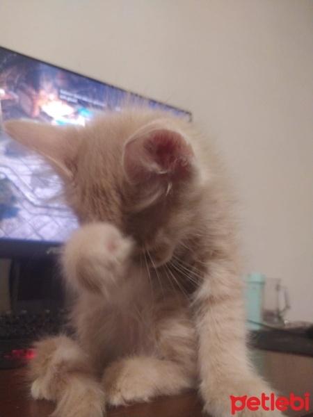 Tekir Kedi, Kedi  TARÇIN fotoğrafı