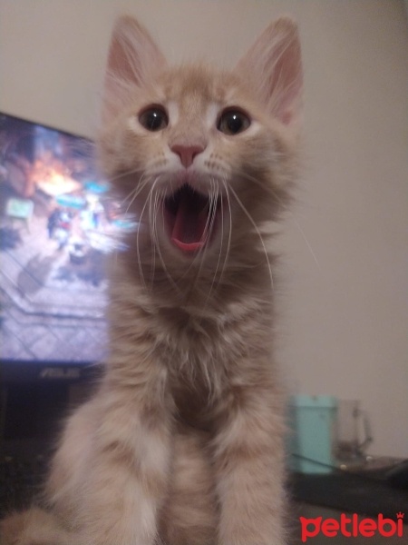 Tekir Kedi, Kedi  TARÇIN fotoğrafı