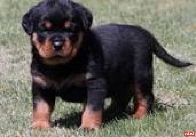 Rottweiler, Köpek  çirkin fotoğrafı