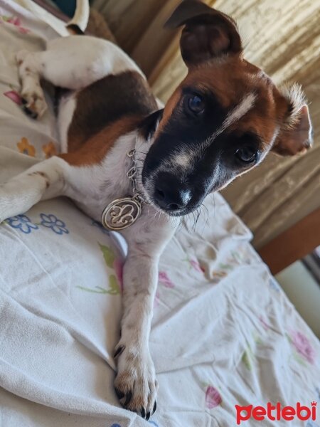 Jack Russell Terrier, Köpek  Rush fotoğrafı