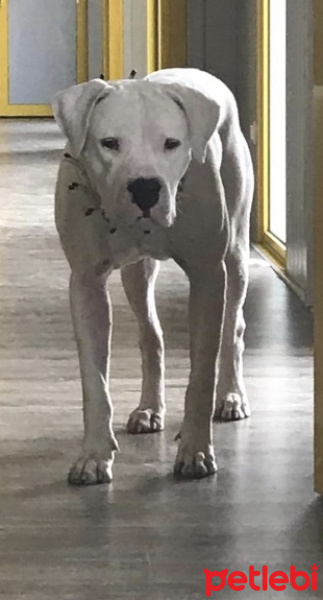 Dogo Arjantin, Köpek  alfa  fotoğrafı