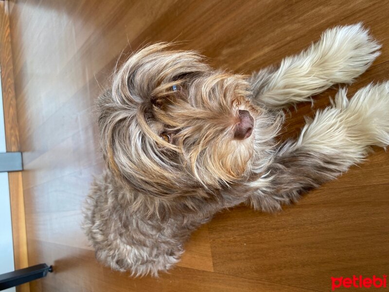 Norfolk Terrier, Köpek  Cookie fotoğrafı