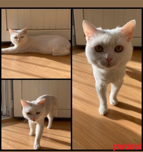 British Longhair, Kedi  Pamuk fotoğrafı