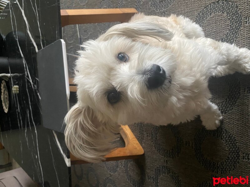 Glen of Imaal Terrier, Köpek  Oscar fotoğrafı