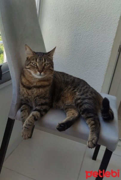 Tekir Kedi, Kedi  Sirius fotoğrafı