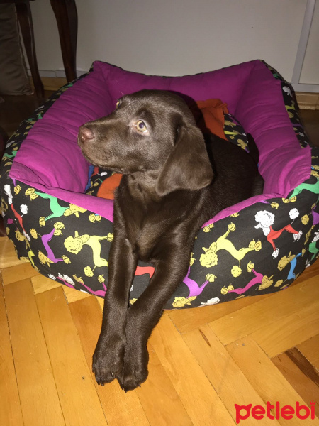 Labrador Retriever, Köpek  Mia fotoğrafı