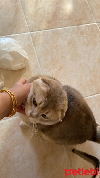 Scottish Fold, Kedi  Bado fotoğrafı