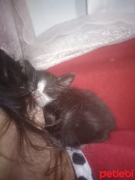 Ankara Kedisi, Kedi  Tonbik fotoğrafı