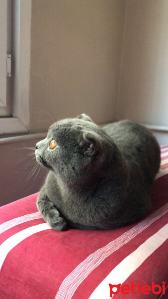 Scottish Fold, Kedi  Minik & cirkin fotoğrafı