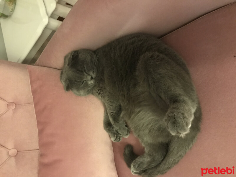 Scottish Fold, Kedi  Minik & cirkin fotoğrafı