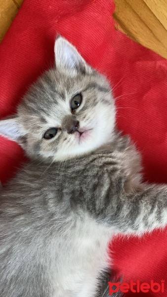 British Shorthair, Kedi  Yavru British fotoğrafı