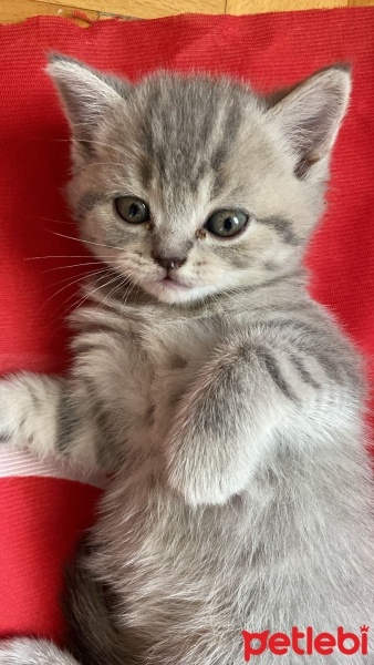 British Shorthair, Kedi  Yavru British fotoğrafı