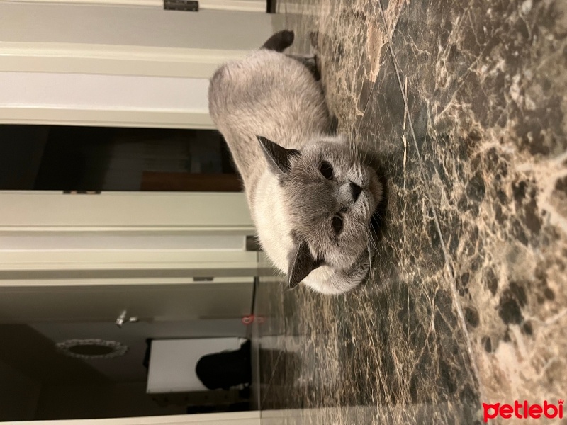 British Shorthair, Kedi  Sherlock fotoğrafı