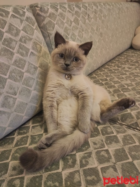 British Shorthair, Kedi  Sherlock fotoğrafı