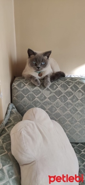 British Shorthair, Kedi  Sherlock fotoğrafı
