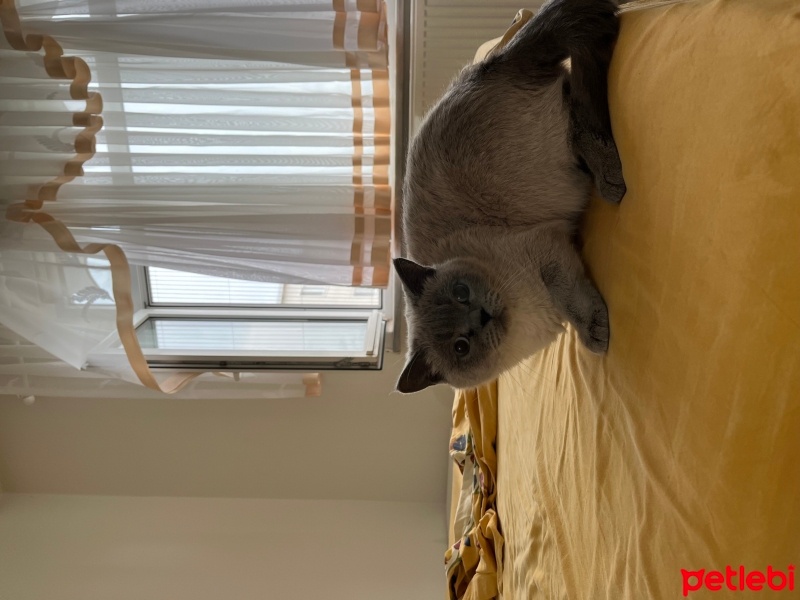 British Shorthair, Kedi  Sherlock fotoğrafı