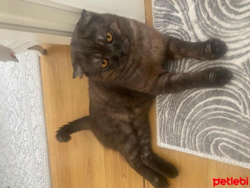 Scottish Fold, Kedi  Duman fotoğrafı