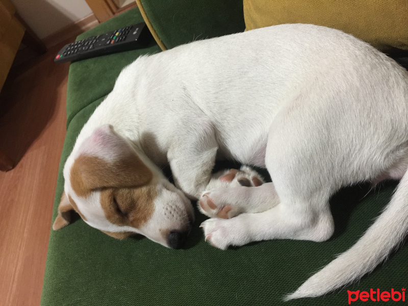 Jack Russell Terrier, Köpek  Kızçe fotoğrafı