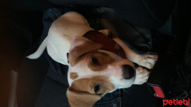 Jack Russell Terrier, Köpek  Kızçe fotoğrafı