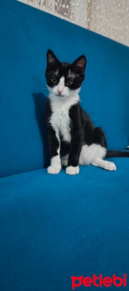 Tekir Kedi, Kedi  yakışıklı fotoğrafı