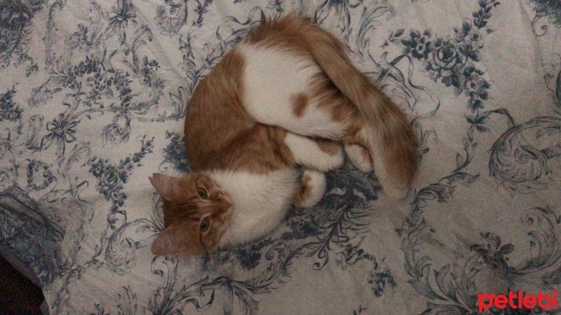 Sarman, Kedi  Yuki fotoğrafı