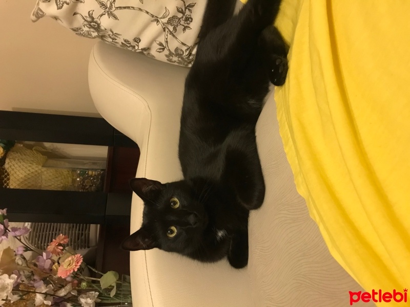 Bombay, Kedi  Smoothie fotoğrafı