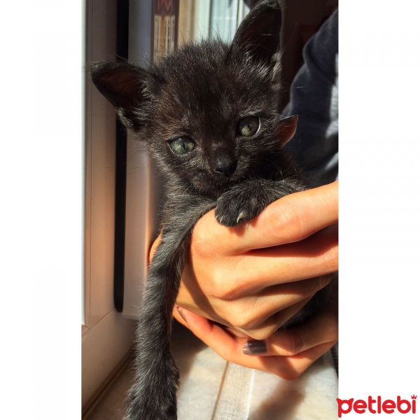 Tekir Kedi, Kedi  Bitter fotoğrafı