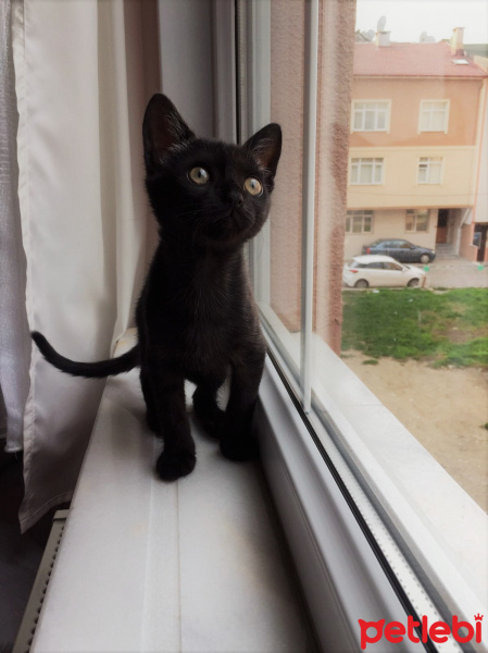 Tekir Kedi, Kedi  Bitter fotoğrafı