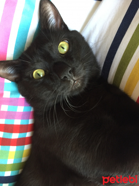 Tekir Kedi, Kedi  Bitter fotoğrafı