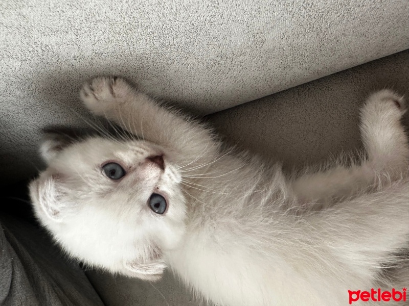 British Shorthair, Kedi  Panda fotoğrafı
