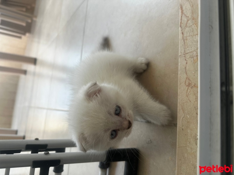 British Shorthair, Kedi  Panda fotoğrafı