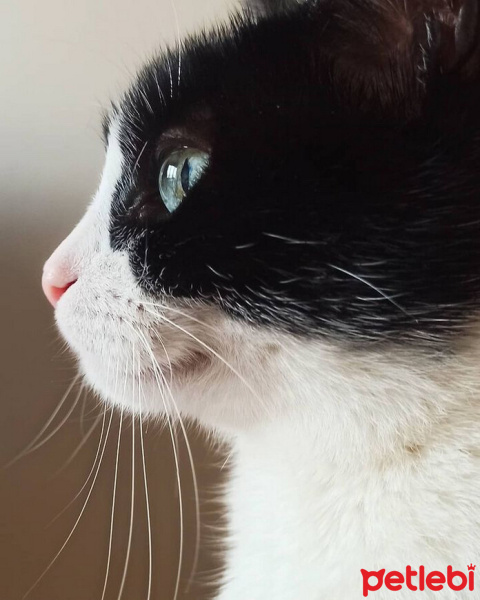 Tuxedo (Smokin) Kedi, Kedi  Petunya fotoğrafı