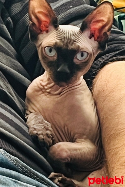 Sphynx, Kedi  Ayza fotoğrafı