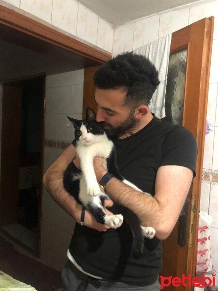 Tekir Kedi, Kedi  Müezza fotoğrafı