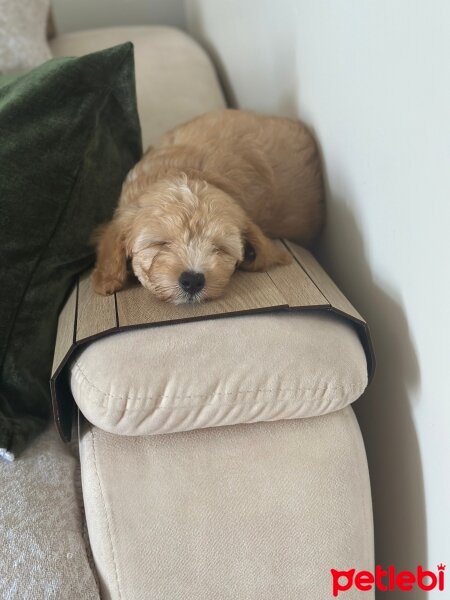 Poodle(Standart Kaniş), Köpek  Toprak fotoğrafı