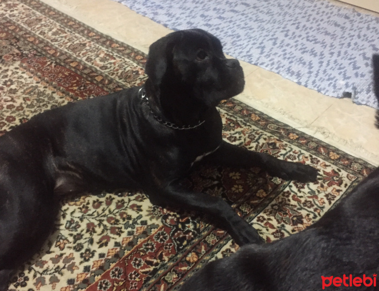 Cane Corso Italiano, Köpek  Jasmin  fotoğrafı