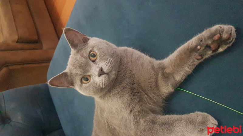 British Shorthair, Kedi  Paşa fotoğrafı