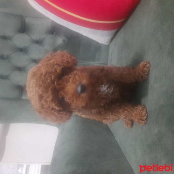 Poodle (Minyatür Kaniş), Köpek  Poodle fotoğrafı