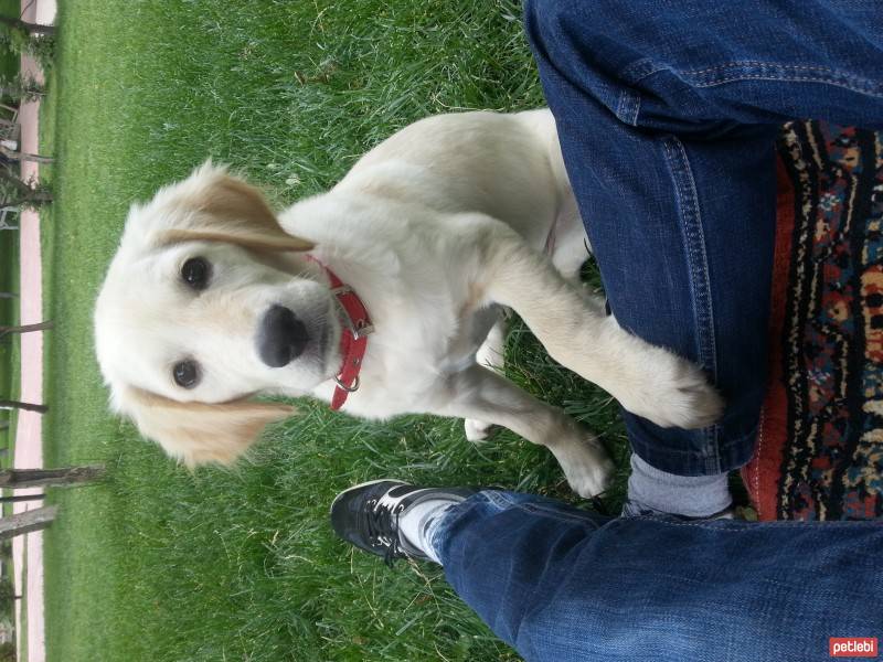 Golden Retriever, Köpek  Wegas fotoğrafı