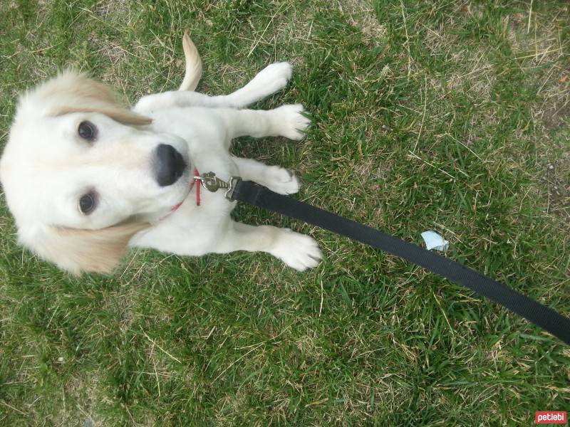 Golden Retriever, Köpek  Wegas fotoğrafı