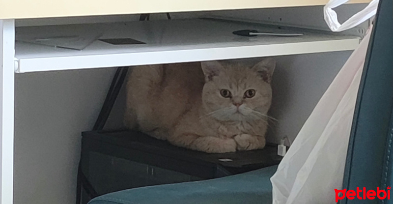 British Shorthair, Kedi  Balder fotoğrafı