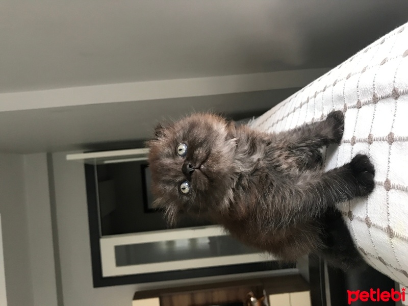 Scottish Fold, Kedi  İsmi yok fotoğrafı