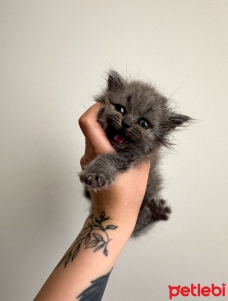 British Shorthair, Kedi  Çığlık fotoğrafı