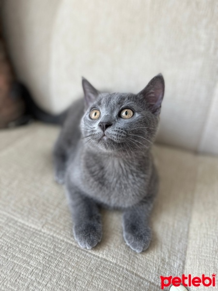 British Shorthair, Kedi  Köfte fotoğrafı